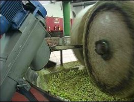 Extraction de l'huile d'olive — Wikipédia