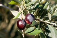 Olives mures