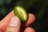 Vue en coupe d'une olive et son noyau